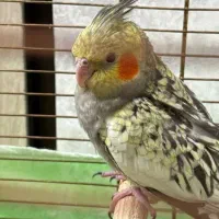 عروس هلندی|پرنده|الوند, |دیوار