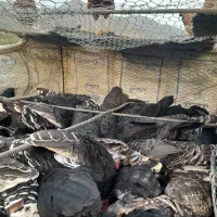 بوقلمون|حیوانات مزرعه|اردبیل, |دیوار