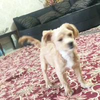 2عدد سگ توله|سگ|سبزوار, توحیدشهر|دیوار