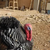 یک عدد بوقلمون به قی