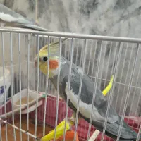 عروس هلندی سیامون و برنزی یک جفت نر