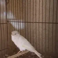 قناری سوپری سفید کاکولی