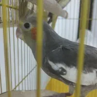 پرنده|پرنده|رشت, هلال احمر|دیوار