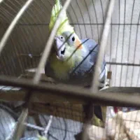 عروس رام