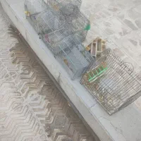 قفسه‌|حراج|اقلید, |دیوار