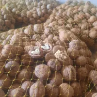 فروش گردو