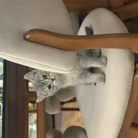 گربه ی بیریتیش