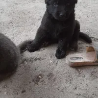 سگ ژرمن موبلند