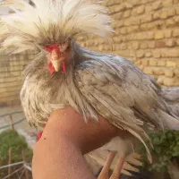 لهستانی|حیوانات مزرعه|اصفهان, زوان|دیوار