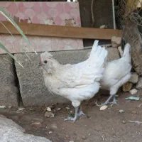 مرغ تخم گذار|حیوانات مزرعه|شادگان, |دیوار