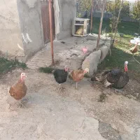 بوقلمون طبیعی|حیوانات مزرعه|اردبیل, |دیوار