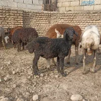 توقلی نر ،واسه عید قربان