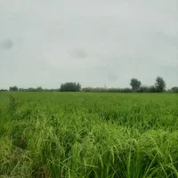 برنج سنگ طارم هاشمی کشت اول