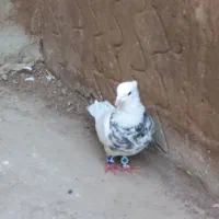 طوقی هفت رنگ و سوسکی|پرنده|گنبد کاووس, |دیوار