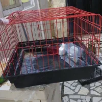 قفس خرگوش،کبوتر یا حتی خوکچه هندی و ...