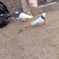 طوقی|پرنده|بروجن, |دیوار