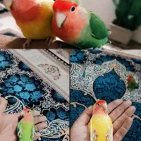 جفت برزیلی رام رام معاوضه باسهره