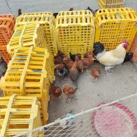 مرغ و خروس و بوقلمون
