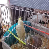 2عدد عروس هلندی ماده