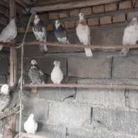 کبوتر پرشی عالی