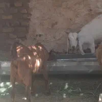 دوتا کهره‌ مری نر چاق وطنی