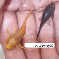 ماهی زینتی کالر مولی گوپی آنجل و..|ماهی|همدان, |دیوار