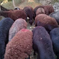 گوسفند افشار