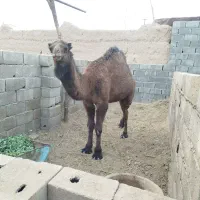 شتر حق سه ساله|حیوانات مزرعه|بافق, |دیوار