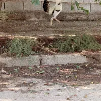 خروس مرغ محلی|حیوانات مزرعه|گتوند, |دیوار