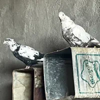 دم موشکی.دم سیاه..هر دو چند تیزی به اخر.|پرنده|سبزوار, قصبه شرقی|دیوار