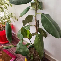 انواع گل|گل و گیاه طبیعی|تبریز, |دیوار