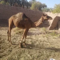 شتر دوسال ماده خوب علف خوار