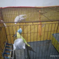 مرغ عشق|پرنده|شیراز, شهرک مهرگان|دیوار