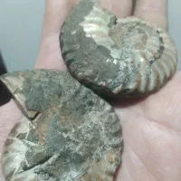 آمونیت ۶۵ میلیون ساله اصلی و به ضمانت|جواهرات|رامسر, |دیوار