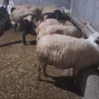 گوسفند ماده و بره|حیوانات مزرعه|دیواندره, |دیوار