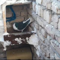 ساده‌نر|پرنده|سلامی, |دیوار