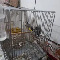 سیره نرشیرین خان|پرنده|اسدآباد, |دیوار