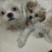 پت (سگ )گمشده|حیوانات|تهران, یاخجی آباد|دیوار