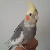 عروس هلندی سخنگو