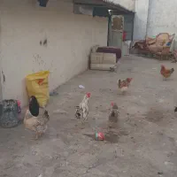 فروش ۲۰۰مترچهاردیواری با۲اتاق وکف بتون۱۰۰۰۰۰۰تومان|فروش دفتر صنعتی، کشاورزی، تجاری|پاکدشت, پارچین|دیوار