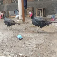 بوقلمون نروماده ومرغ و خروس لاری