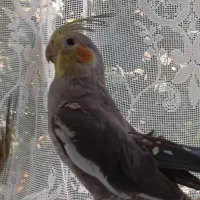 گمشده