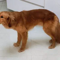 واگذاری گلدن