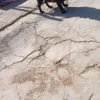 سگ پامر خوشگل