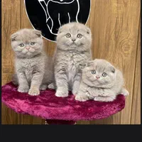 مجموعه گربه های اصیل (بریتیش اسکاتیش پرشین)