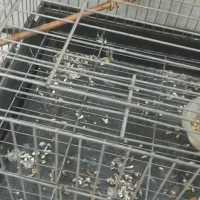 اهواز زرگان فدک خیابان ویس ۸|پرنده|اهواز, زرگان|دیوار