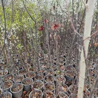 نهال های میوه گلدانی ریشه پر|گل و گیاه طبیعی|صوفیان, |دیوار