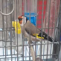 سهره نر جوجه قفس رام رام