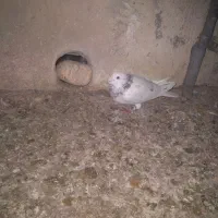 ۲تاکبوترپرشی|پرنده|آشخانه, |دیوار