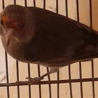 سهره قناری مست